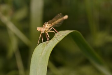 brown Common Winter Damselfly on the grass 