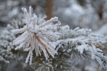 snow covered branches of a pine, so there is the most beautiful winter you have ever seen
