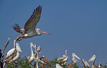 Pelicans at Kolleru Bird Sanctuary in India