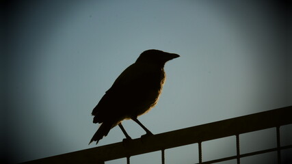 silhouette of the bird in the fence