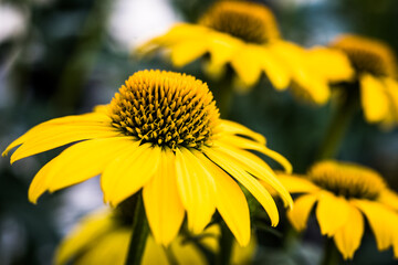 Yellow Coneflower