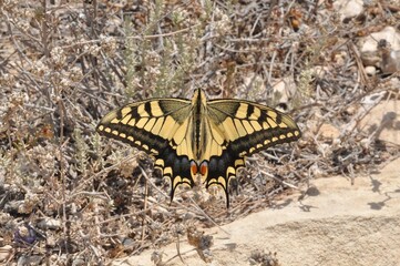 butterfly on leaf