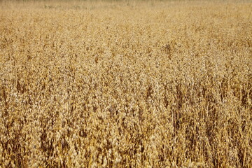 Fototapeta premium Beautiful Golden oats on Russian field at summer day, cereals harvest, agriculture, bread, farming texture for background
