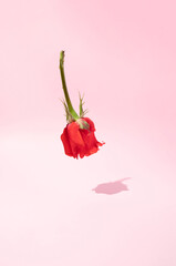 Red rose in the air on pastel pink background. Valentine day or women's day creative minimal idea.
