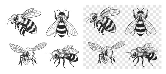 Sketch of a bee. Vector illustration on transparent background