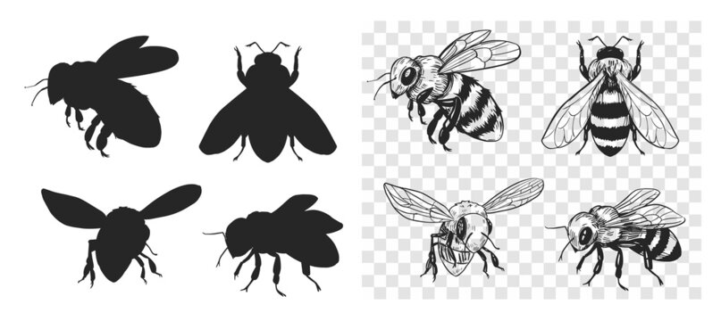 Sketch of a bee. Vector illustration on transparent background