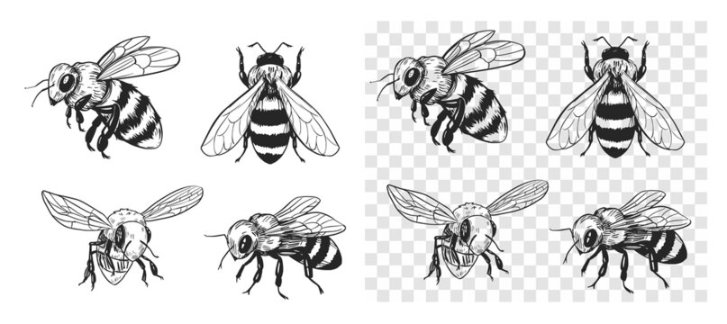 Sketch Honey Bee Side View Vector Drawing, Vectors | GraphicRiver-saigonsouth.com.vn