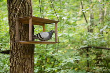 Pigeon in a feeder on a tree in a protected park