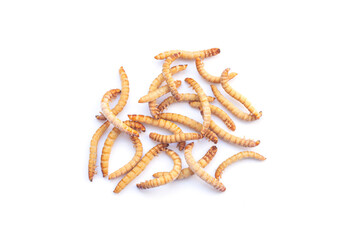 Heap of mealworms for feeding pets isolated on white background
