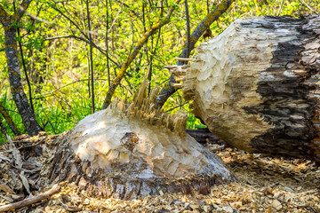 Big tree felled by a beaver
