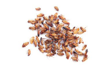 Heap of dead cockroach insects isolated on white background