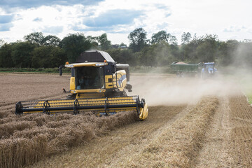 Obraz premium combine harvester working in the fields