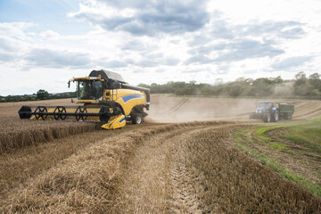 Obraz premium combine harvester working in the fields