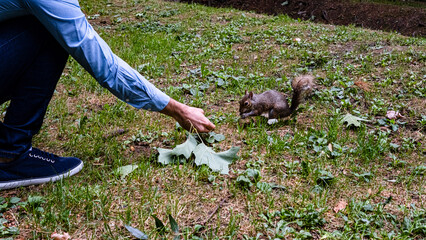 hand offers food to gray squirrel on green grass of nature park.