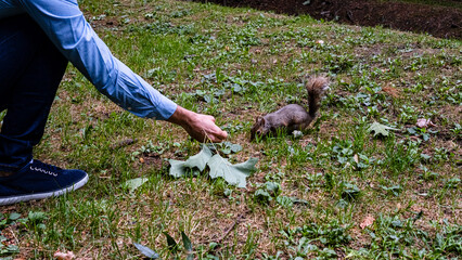 hand offers food to gray squirrel on green grass of nature park.