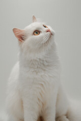 white persian cat