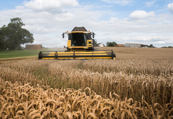 combine harvester working in the fields