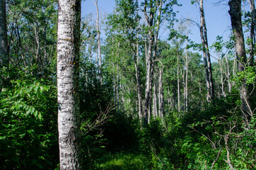 forest in duck mountain provincial park, manitoba, canada