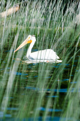 Pelican at Child's Lake in Duck Mountain Provincial Park, Manitoba, Canada