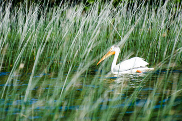 Pelican at Child's Lake in Duck Mountain Provincial Park, Manitoba, Canada