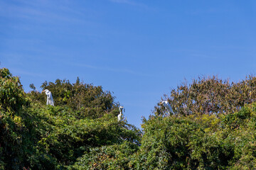 Garças brancas nas copas das árvores.