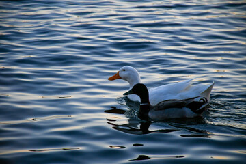 duck on the water