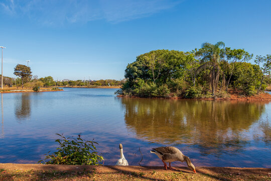 Patos no lago do Parque da Cidade de Bras&iacute;lia.