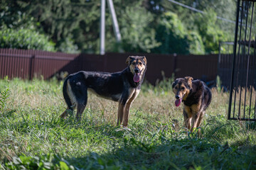 Homeless dogs received shelter at their summer cottage.