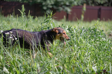 Homeless dogs received shelter at their summer cottage.