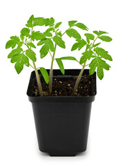 Seedlings of tomato isolated on a white background. clipping path