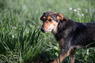 Homeless dogs received shelter at their summer cottage.