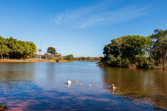 Patos nadando no lago do Parque da Cidade de Bras&iacute;lia.