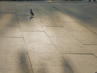 Dove wandering under the evening sunlight