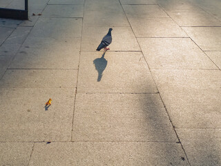 Pigeon strolling in the evening light