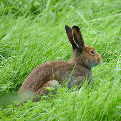 Rabbit in the grass