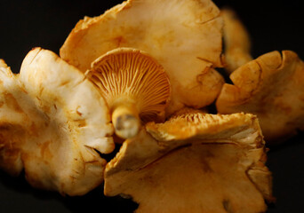 Pfifferlinge, Chanterelle Mushrooms on a table