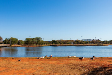 Patos a beira do lago no Parque da Cidade de Brasília.