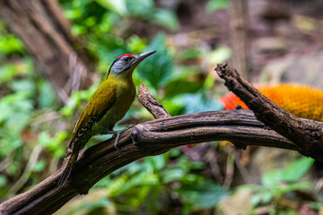 Common flameback  beautiful bird woodpecker in nature 