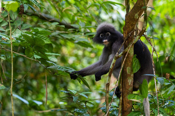 Dusky Langur, monkey on the tree in forest at asia