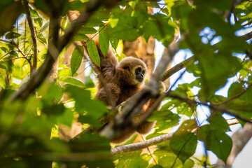 gibbon ,mammal wildlife in the forest at asia