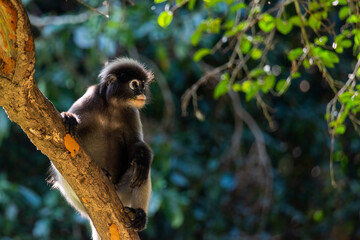 Dusky Langur, monkey on the tree in forest at asia