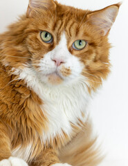 Cat a maine coon in a living room