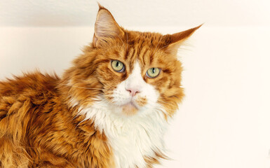 Cat a maine coon in a living room