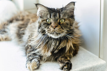 Cat a maine coon in a living room