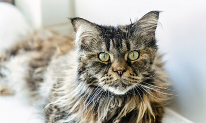 Cat a maine coon in a living room
