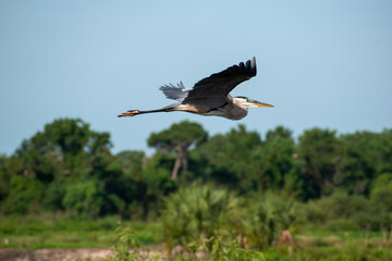 great blue heron