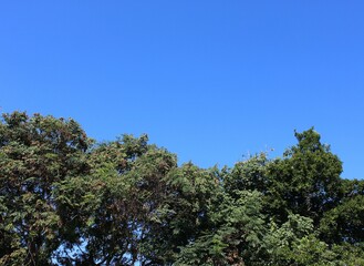 Fototapeta na wymiar Topo das árvores com céu limpo e azul ao fundo