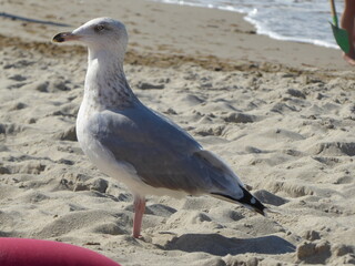 Larus argentatus, Silbermöwe