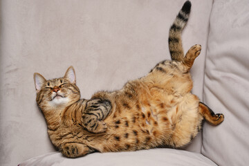 Beautiful short hair cat lying on the sofa at home.  Tabby cat sleeping   funny and playful. The muzzle of a brown domestic cat. Selective focus. 