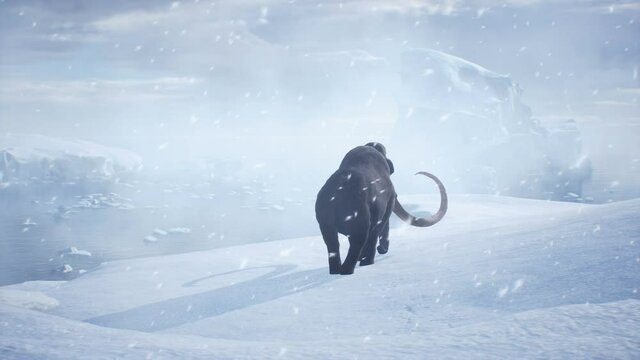 An old mammoth walks along a snow-covered glacier through a snow storm. Huge high glaciers in winter natural conditions. The animation is perfect for historical, natural and animal backgrounds.
